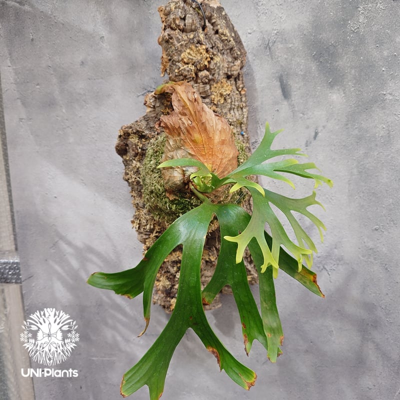 Platycerium coronarium ビカクシダ コロナリウム ビカクシダ