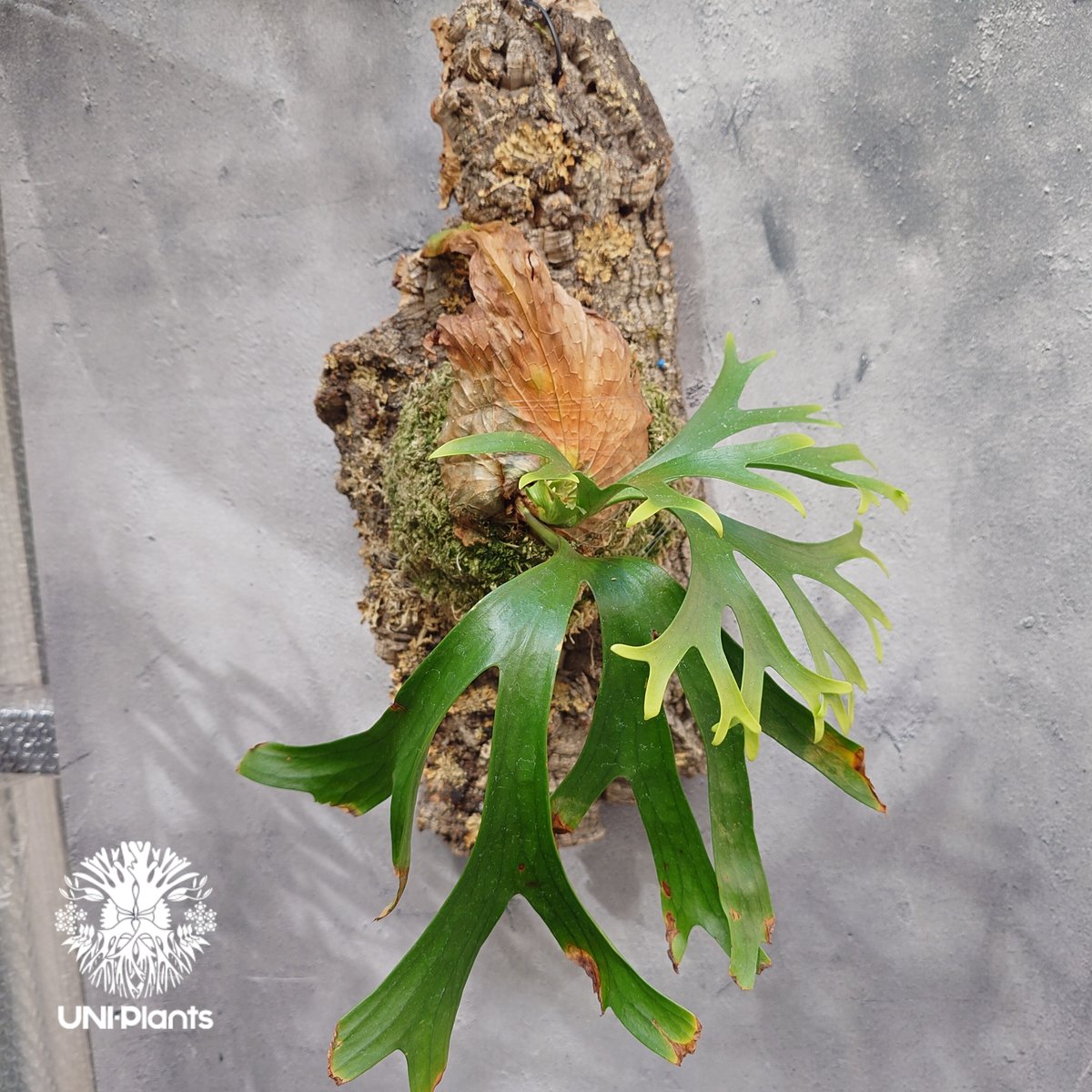 ビカクシダ コロナリウム Platycerium coronarium⑮ Platycerium coronarium ビカクシダ コロナリウム ビカクシダ