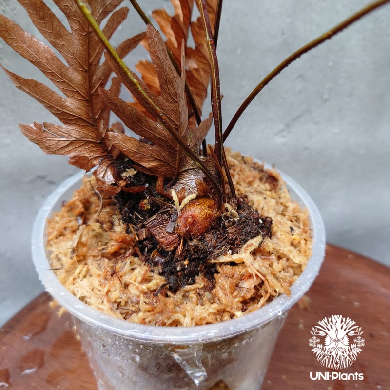 ★ ドリナリア リギデュラ ホワイティ ★ F ドリナリア リギデュラ ”ホワイティ”｜ピクタ公式通販