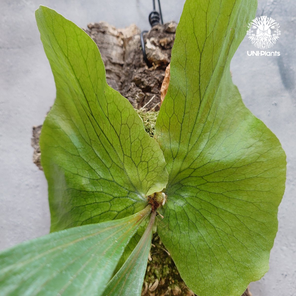 ビカクシダ ステマリア Platycerium stemaria ビカクシダ原種 シダ植物