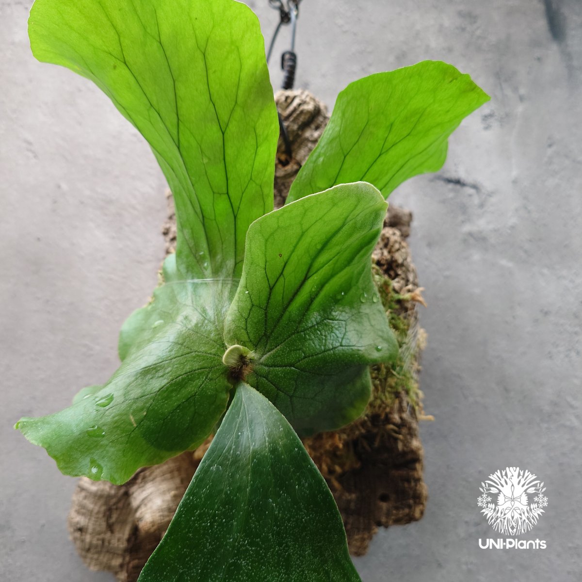 ビカクシダ エレファントティス Platycerium elephantotis