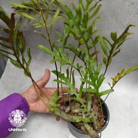 Lecanopteris crustacea narrow レカノプテリス クルスタセア ナロー 着生シダ植物 観葉植物　アリ植物