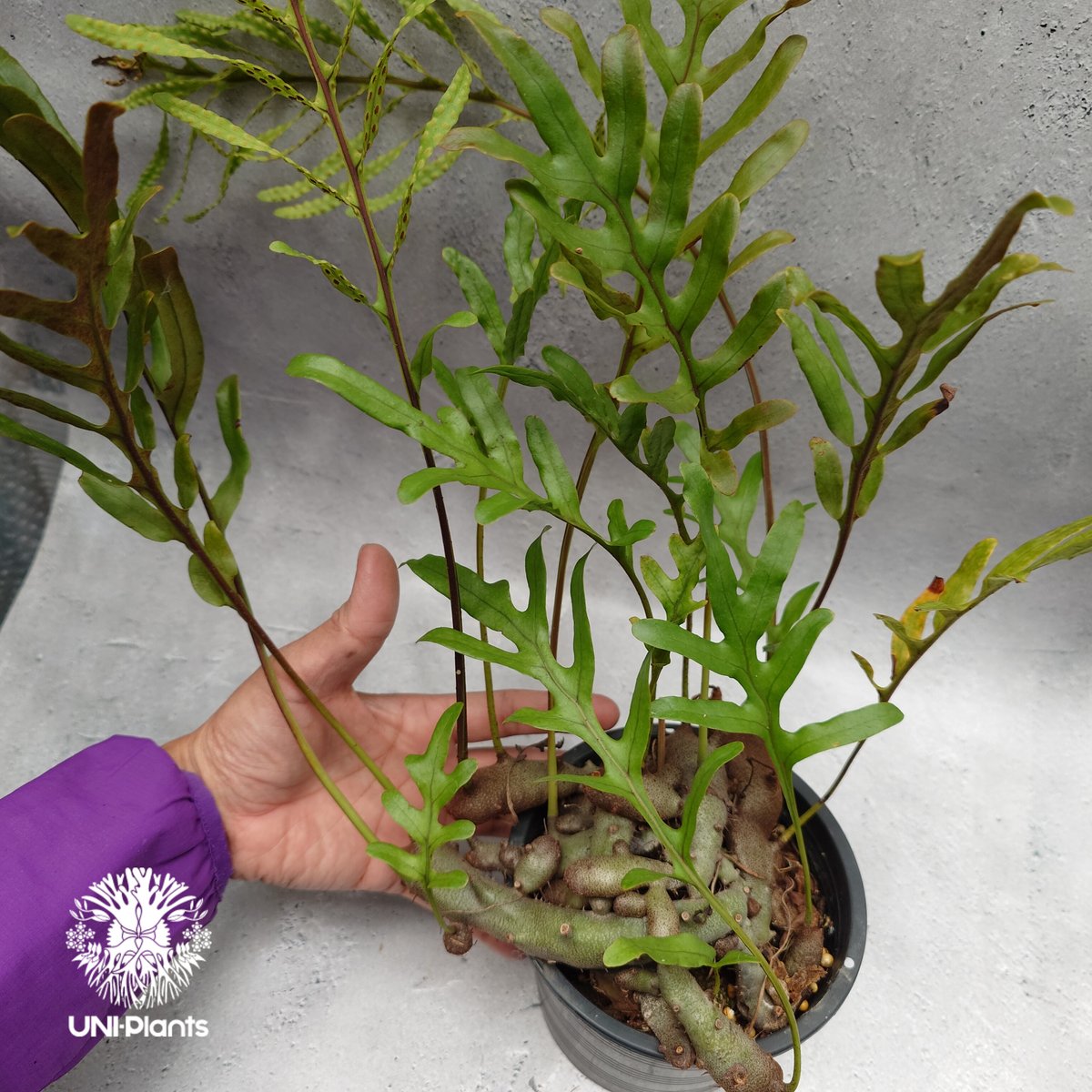 その他観葉植物 Lecanopteris KP9 その他観葉植物 Lecanopteris KP9