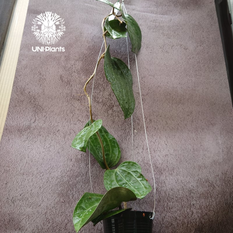 Hoya Latiforia ホヤ ラティフォリア 大ぶり!! ホヤ 植物 ホヤの花 観葉
