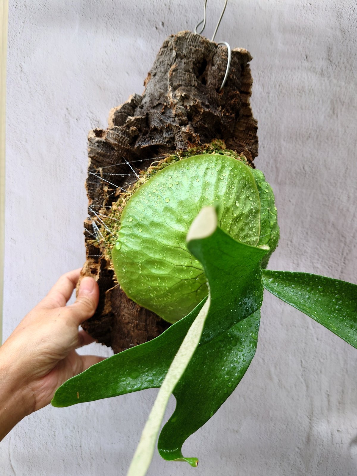 ビカクシダ ホーンズ サプライズ Platycerium 'Horne's Surprise'...