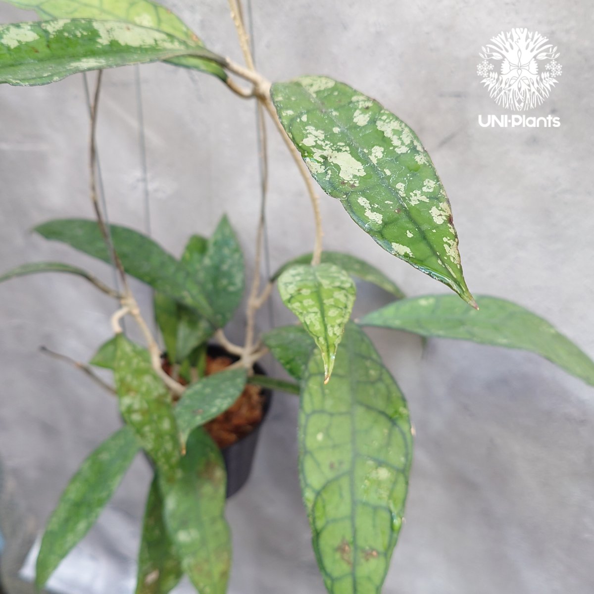 週末セール　極めて希少種 レア ホヤ　リマ　Hoya lima splash② Hoya finlaysonii black leaves splash 希少 ホヤ フィレン