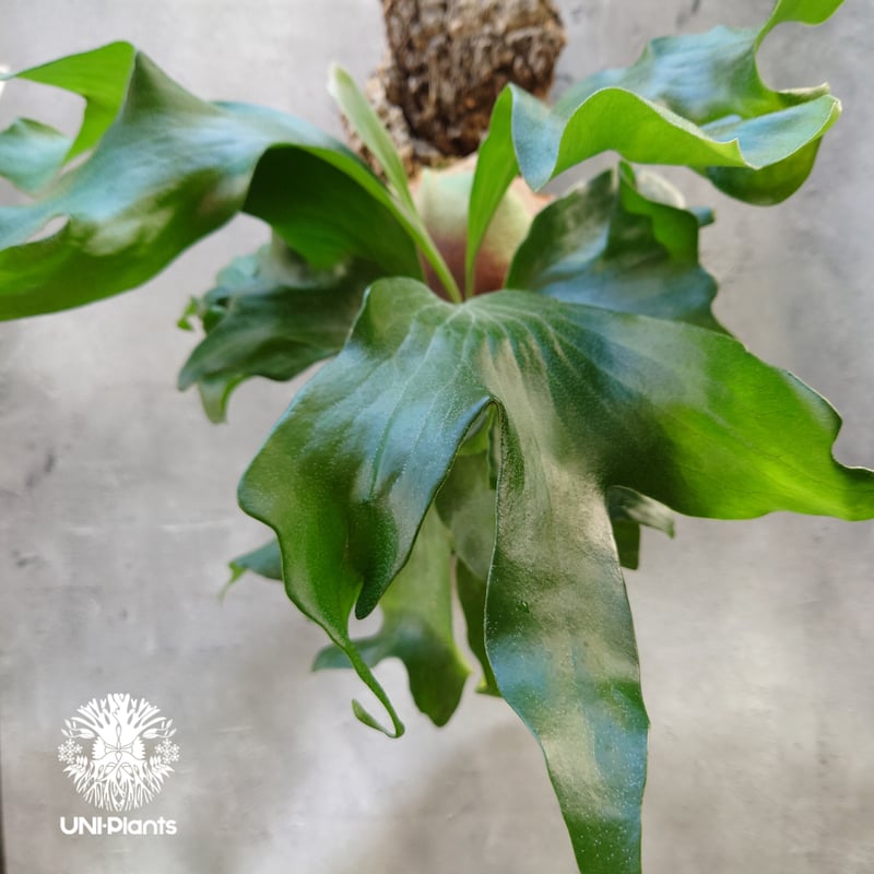 ビカクシダ ヒリードラゴン Platycerium hillii cv.Dragon コウモリ