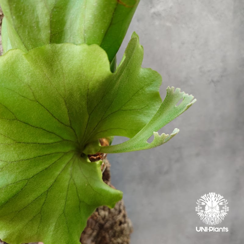 ビカクシダ キッチャクード シンリーフ Platycerium Kitshakood thin