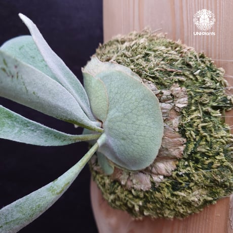 Patycerium veitchii wild ビカクシダ ベイチー ワイルド コウモリラン ビカクシダ原種 シダ植物 ビカクシダ板付け ビカクシダビーチ