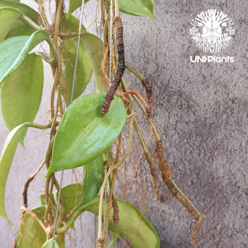 Hoya Quinquenervia ホヤ クインケナービア ホヤ植物 ホヤの花 観葉