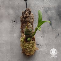Catasetum Taiwan Yellow Diamond カタセタム タイワンイエローダイヤモンド orchid 洋ラン 洋蘭 タケノコ蘭