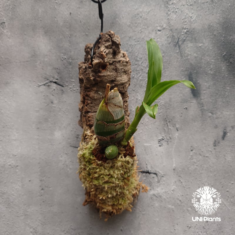 Catasetum Taiwan Yellow Diamond カタセタム タイワンイエローダ