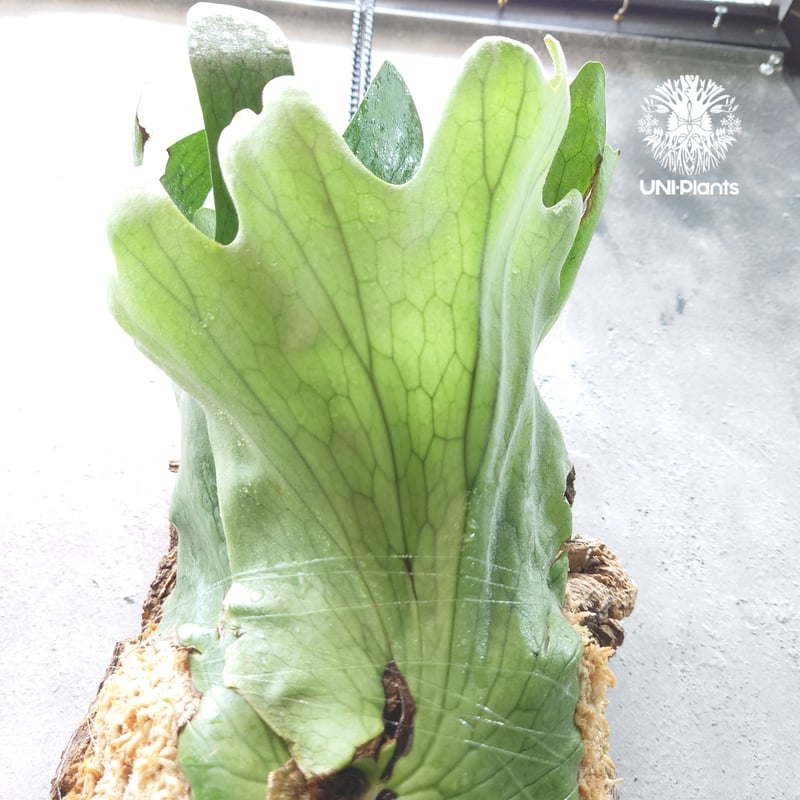 初入荷!ビカクシダ ホルタミー Platycerium holttumii コウモリ