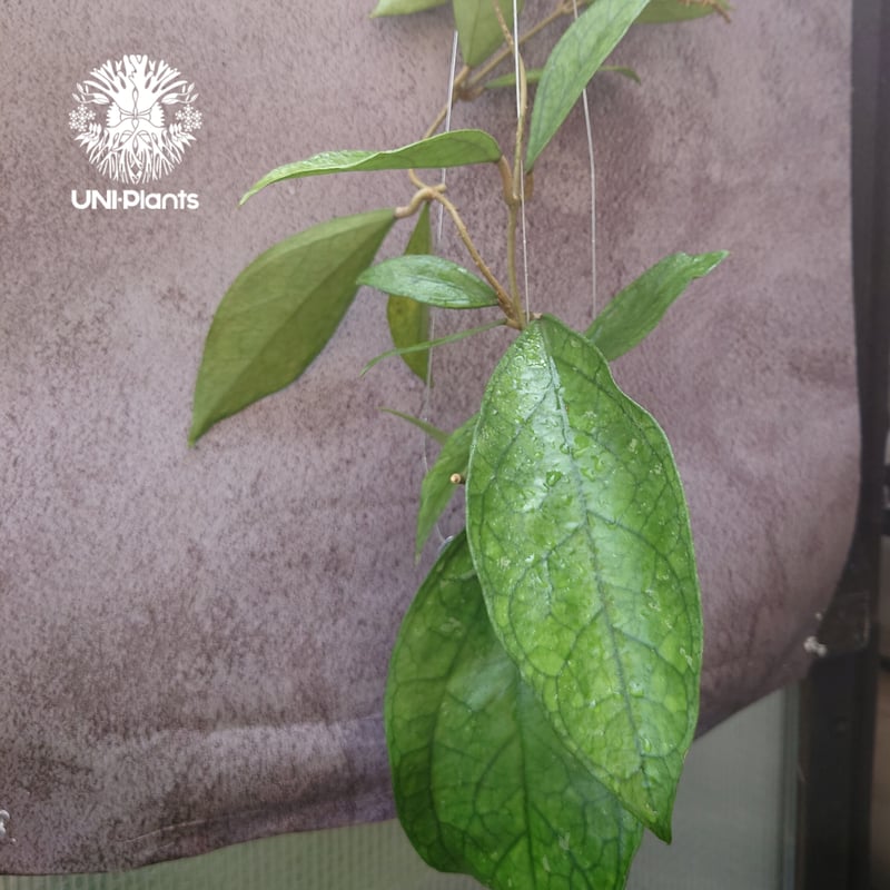Hoya Germany ホヤ ジャーマニ 希少 ホヤ植物 ホヤの花 観葉植物