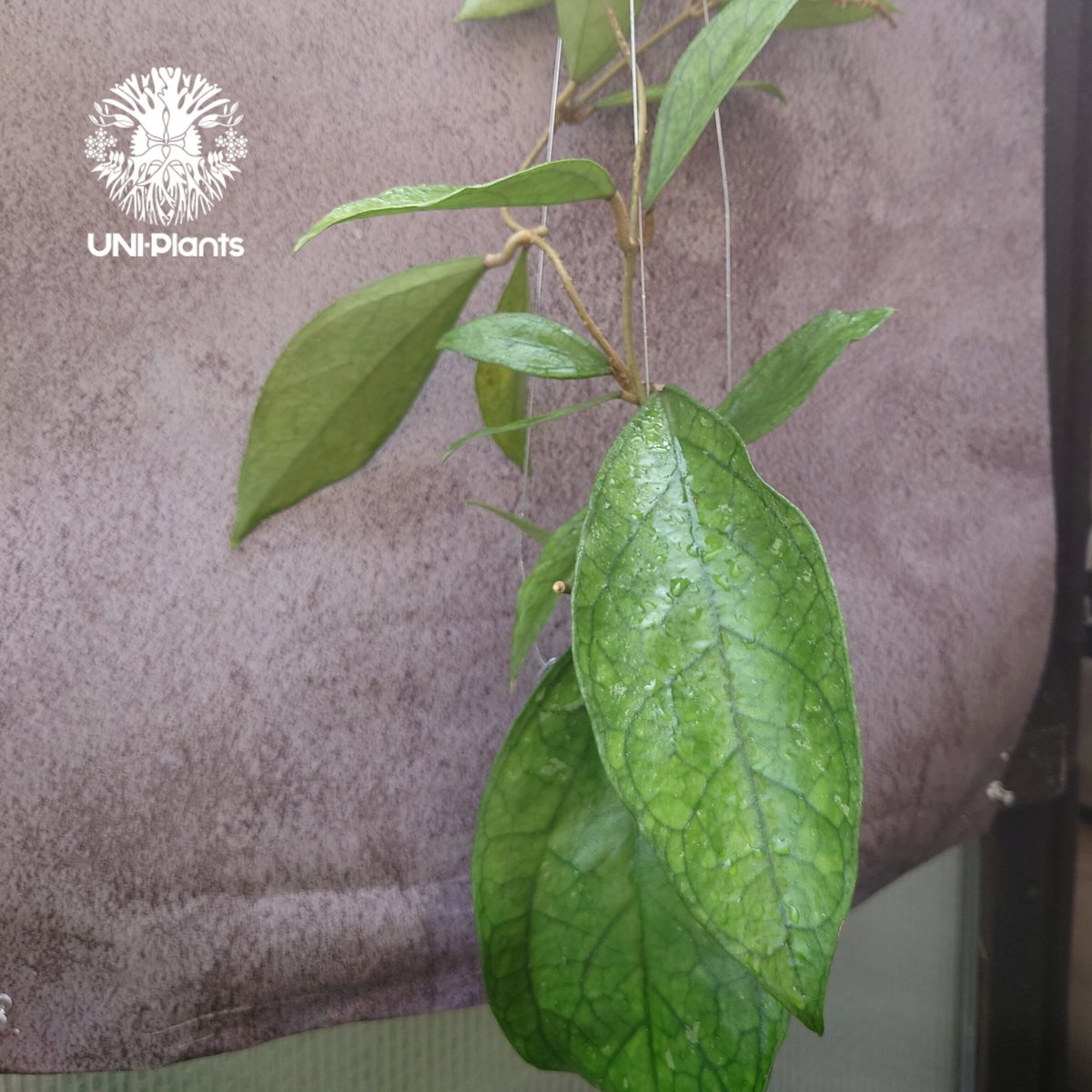 Hoya Germany ホヤ ジャーマニ 希少 ホヤ植物 ホヤの花 観葉植物 Hoya Germany ホヤ ジャーマニ 希少 ホヤ植物 ホヤの花 観葉植物