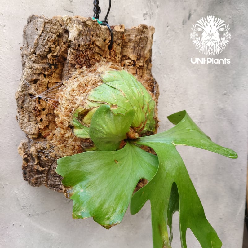 k*n様 ridleyi wild　原種　ビカクシダ　コウモリラン P.ridleyi 'Aon's Little Princess'🌿 リドレイ畑😊 23、24日の