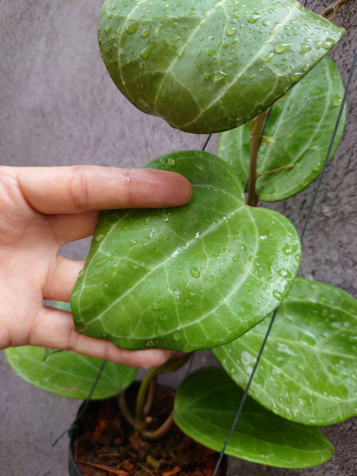 Hoya Sarawak ホヤ サラワック 希少なホヤ植物 限定入荷 植物 珍奇植物 珍奇 珍...