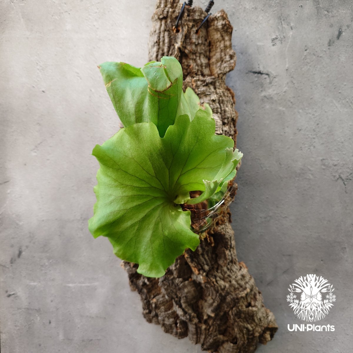 ビカクシダ キッチャクード シンリーフ Platycerium Kitshakood thin