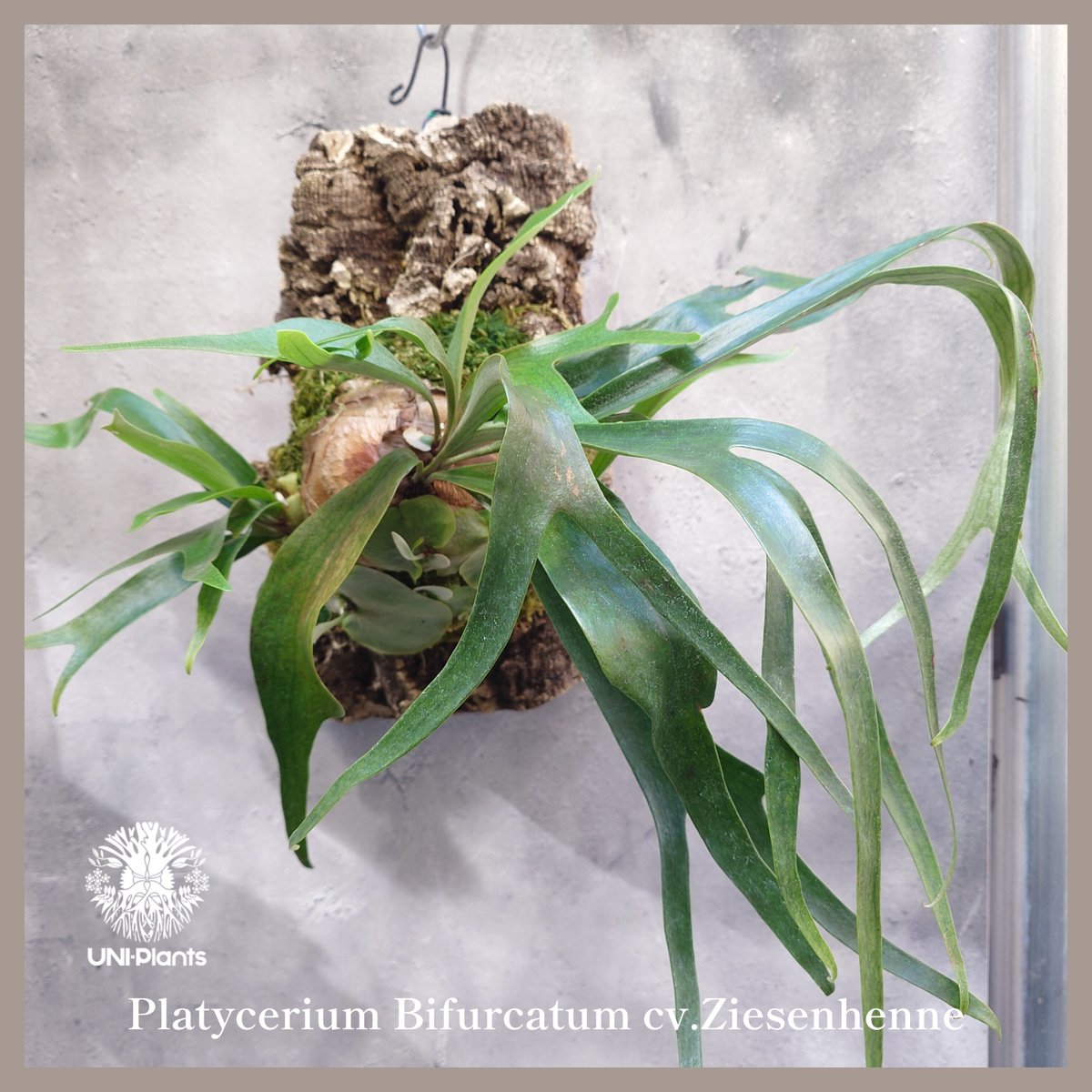 p.Bifurcatum cv.FirstLove ビカクシダplatyceri