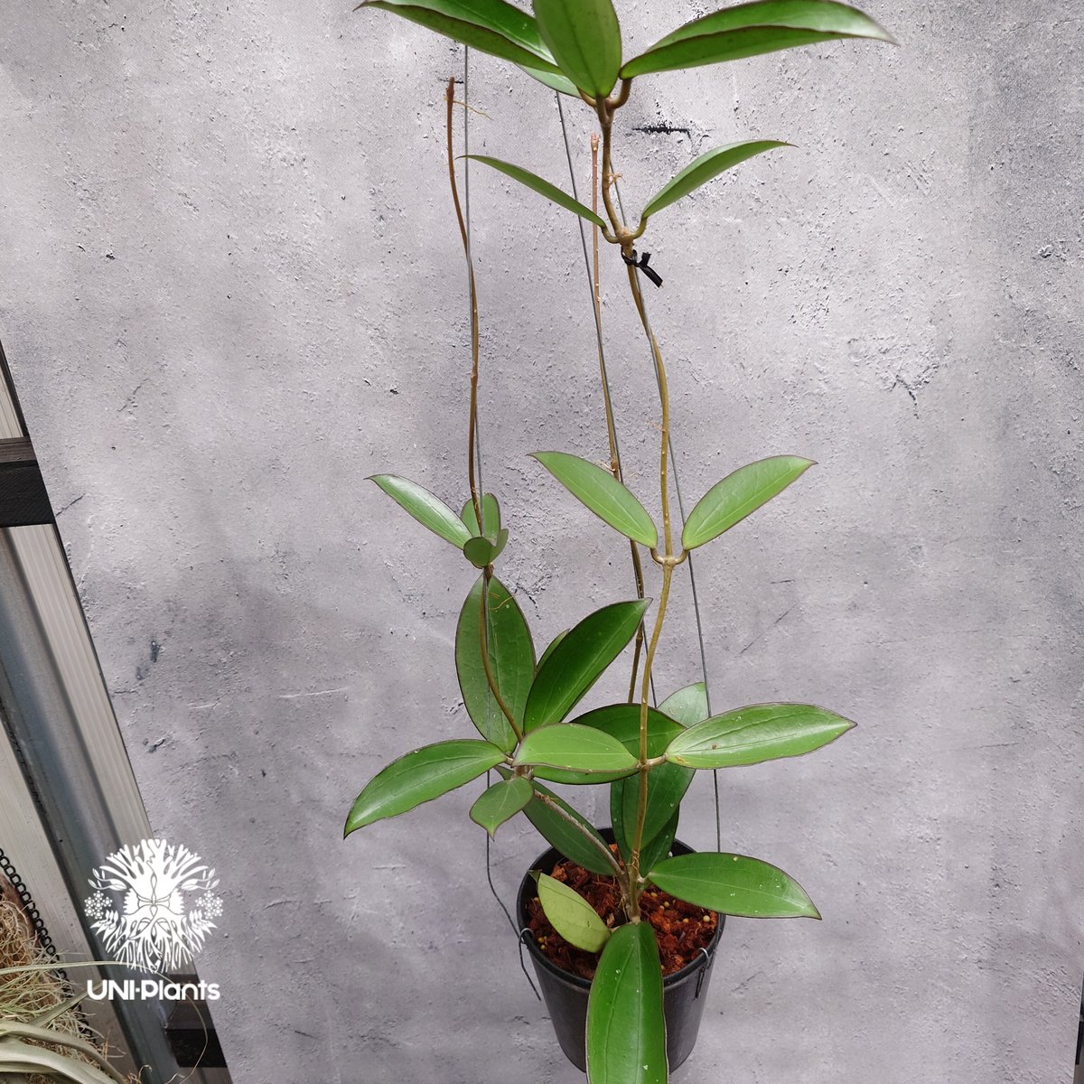 限定1株入荷 Hoya New hybrid Erythina x unknown ホヤ植物