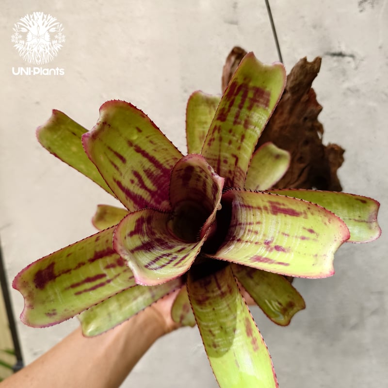 Aechmea nudicaulis hybrid エクメア ヌディカウリス 流木付け