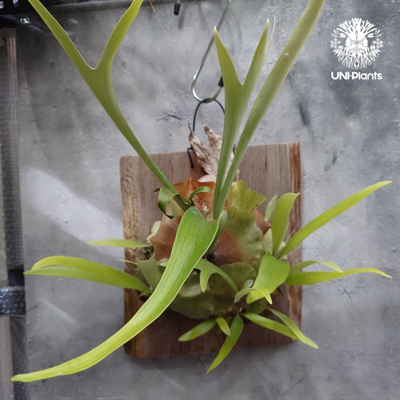 Platycerium sp.(pup) ビカクシダ 品種不明 ビカクシダ子株 シダ植物