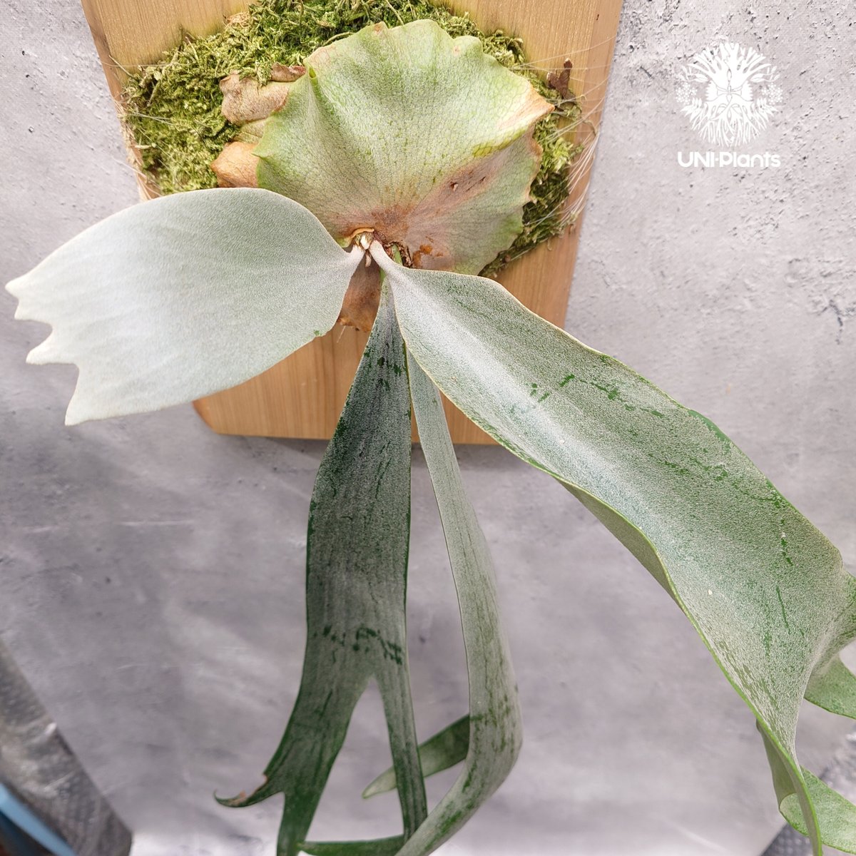 Platycerium Saikeaw(P.andinum x P.willinckii) ビ Platycerium Saikeaw(P.andinum x P.willinckii) ビ