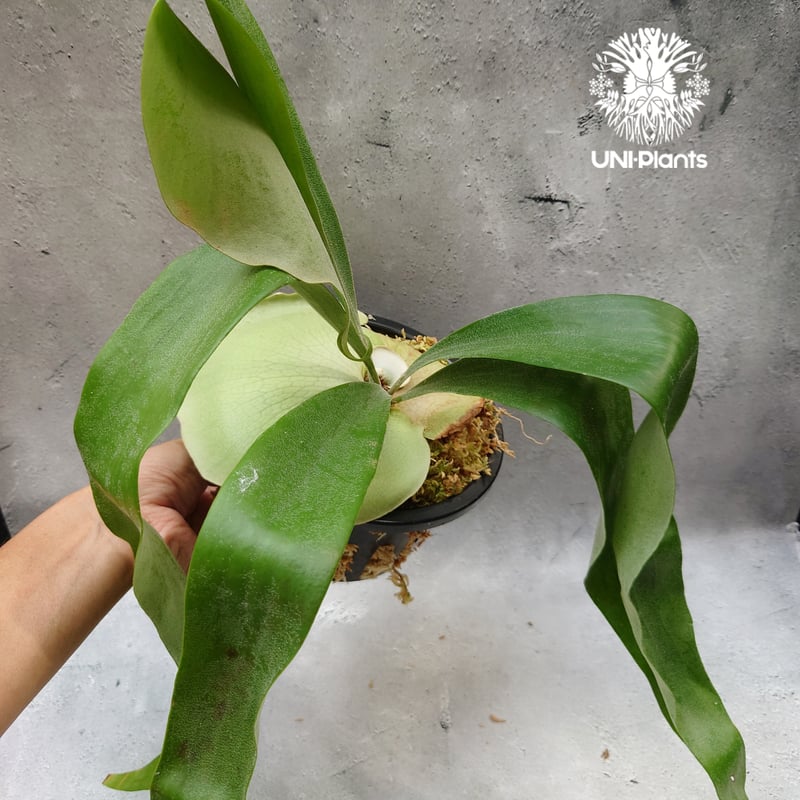Platycerium Hanabi ビカクシダ コウモリラン platycerium sta