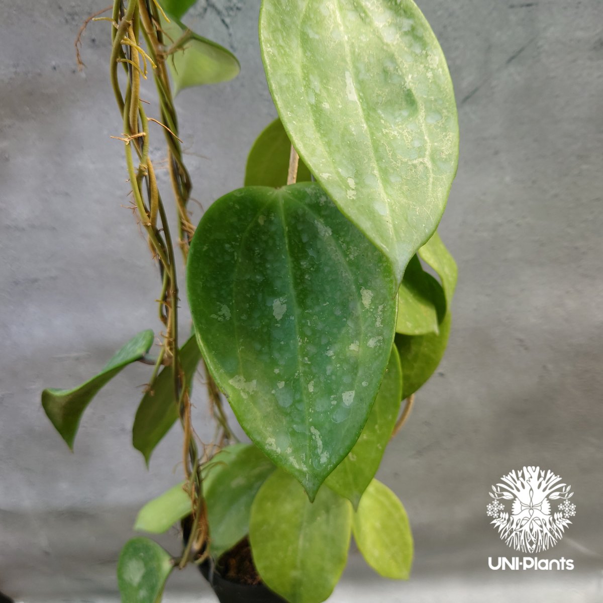 1124＊Hoya ＊ ホヤ＊latifolia＊silver ＊ラティフォリア 1124＊Hoya