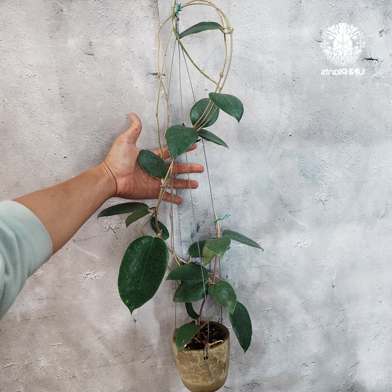 タイ直輸入・現地選抜】Hoya aldrichii | ホヤ アルドリッチ ｜希少株