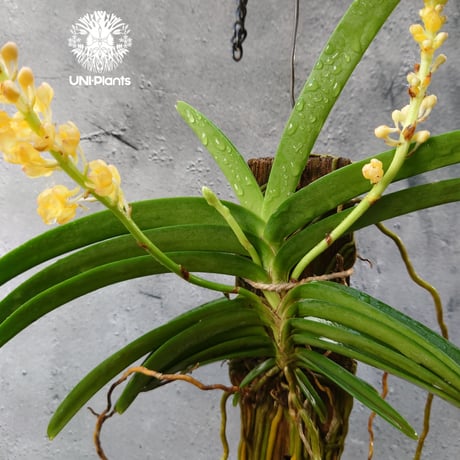 Van.Ladda Gold 洋蘭 Vanda orchid  ラン 蘭 花が綺麗な洋ラン
