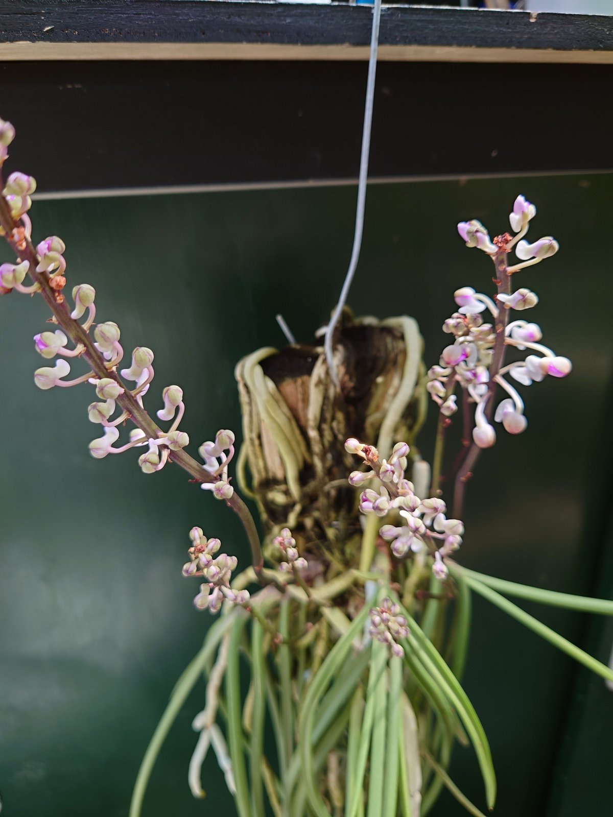 セイデンファデニア ミトラタ Seidenfadenia mitrata 開花しま