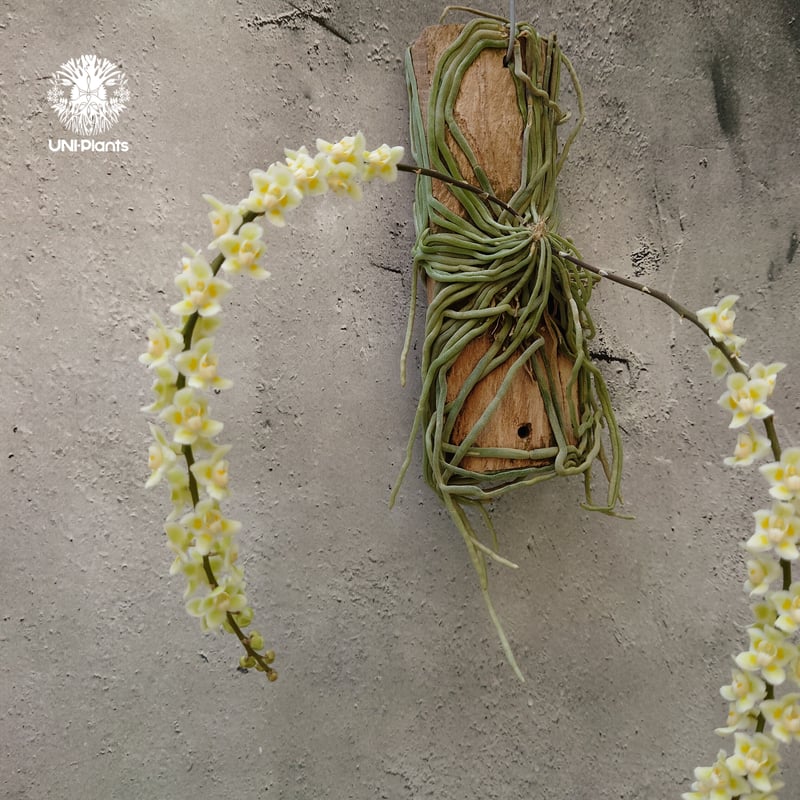 キロスキスタ　ビリディフラバ　着生蘭 キロスキスタ ビリディフラバ Chiloschista viridiflava 着生