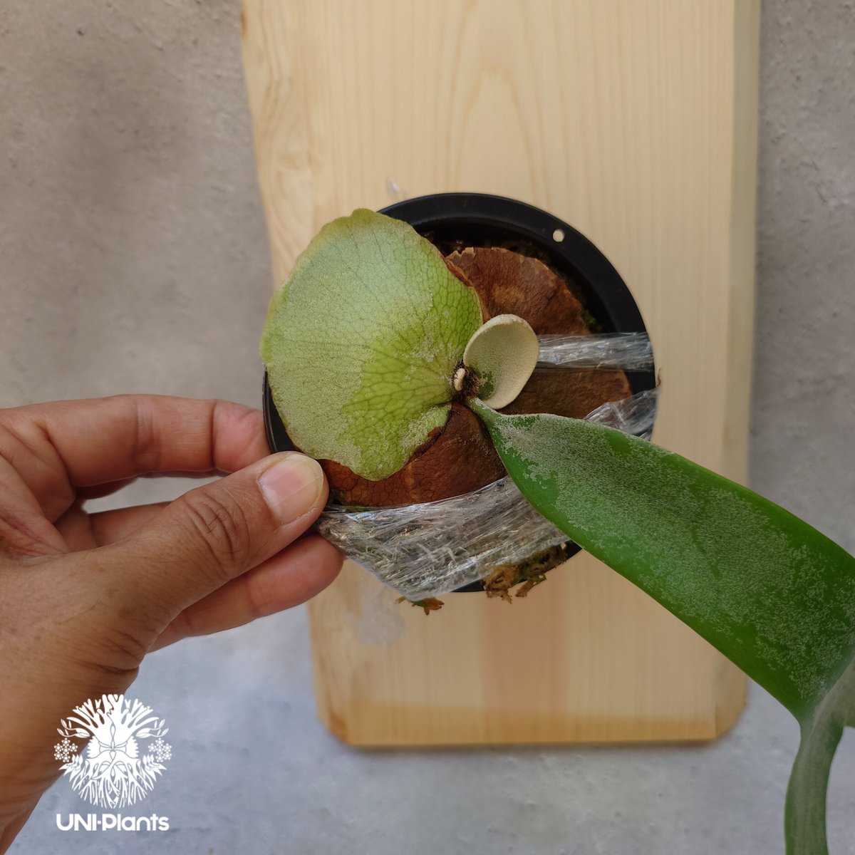 ヒノキ板付特別セット ビカクシダ ウィリンキーcv.インドネシア