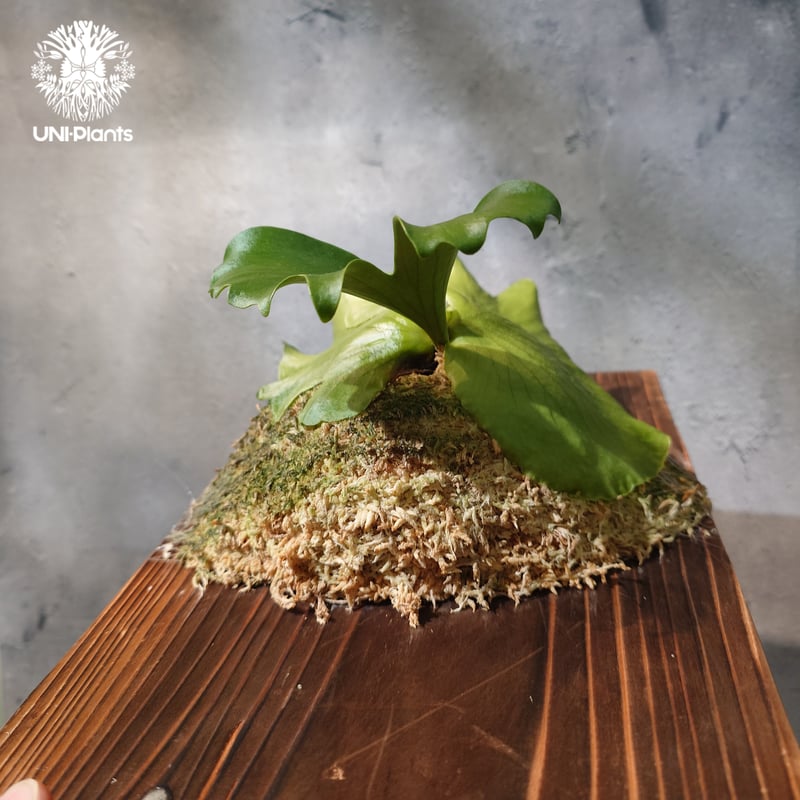 タイ直輸入・現地選抜】Platycerium coronarium ' Lesasha '｜