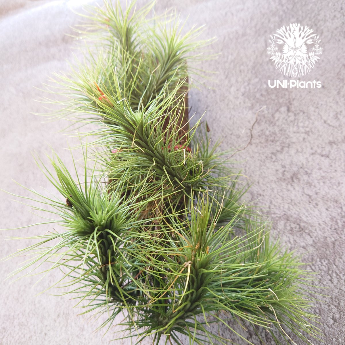 横*平様 チランジアフンキアナ Tillandsia funckiana large form ティランジア チランジア・フン