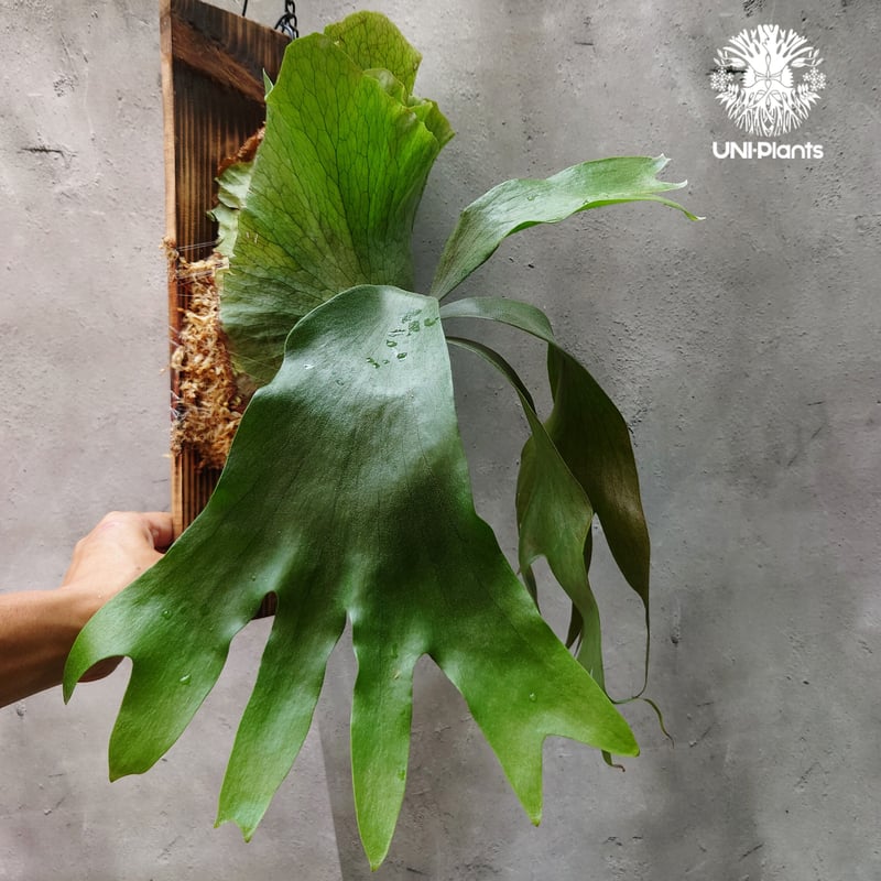 ビカクシダ ヒリー×ワンダエ Platycerium hillii×wandae コウモリラン