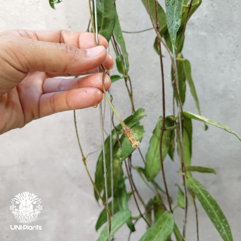 Hoya Hypolasia ホヤ ヒポラシア ホヤ植物 ホヤの花 希少な植物 Hoyapla