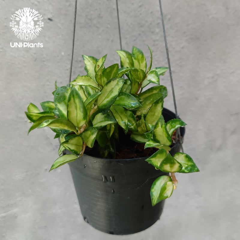 Hoya Lacunosa Bruno ホヤ ラクノーサ ブルーノ 斑入り ホヤ植物 ホヤ