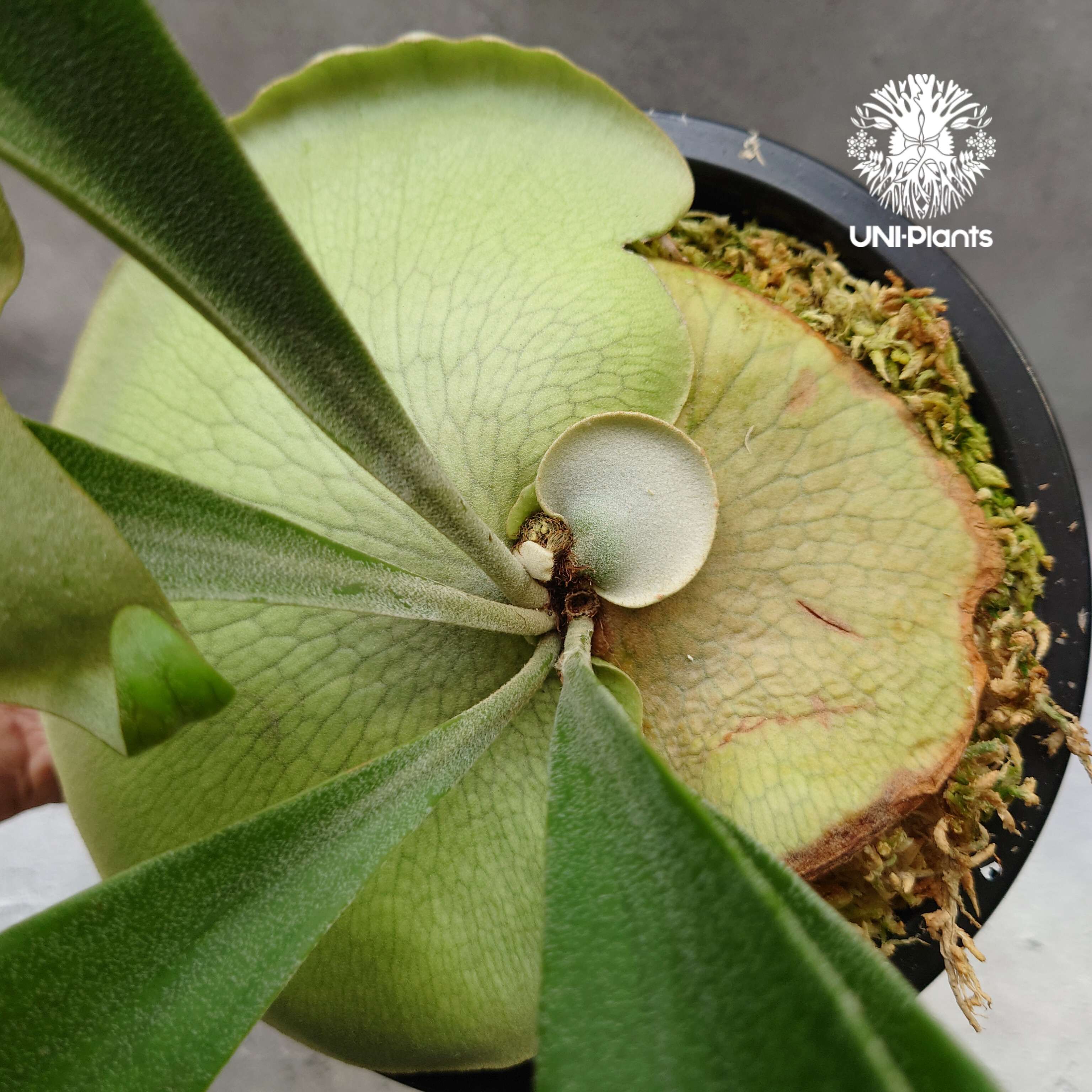 Platycerium Hanabi ビカクシダ コウモリラン platycerium sta