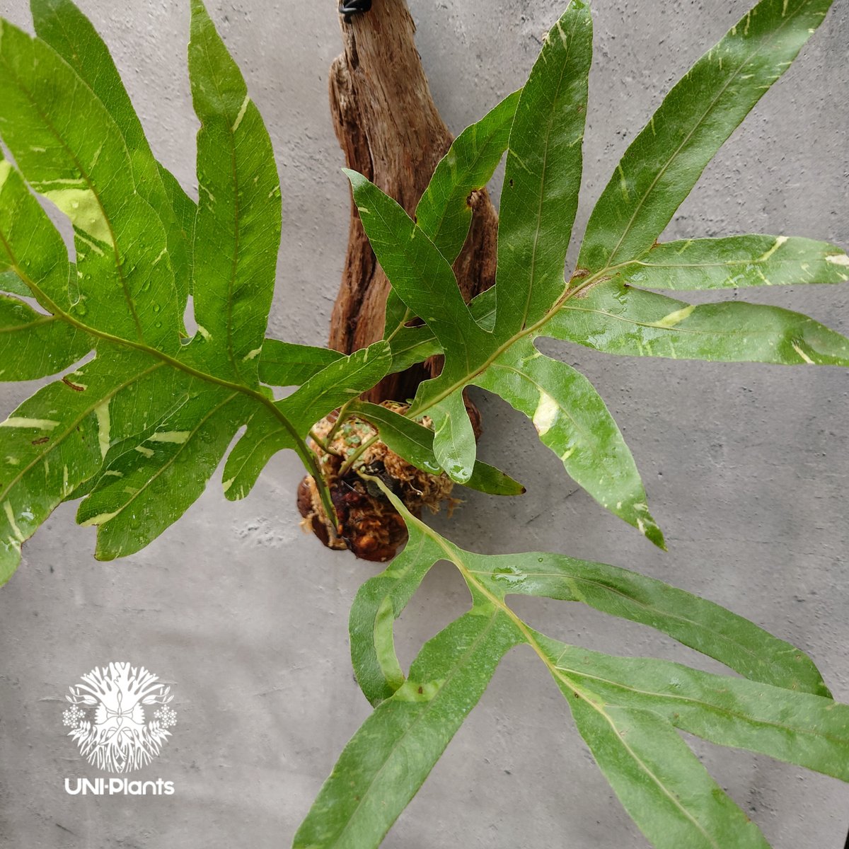 Drynaria quercifolia variegata ドリナリア クエルシフォリア バ