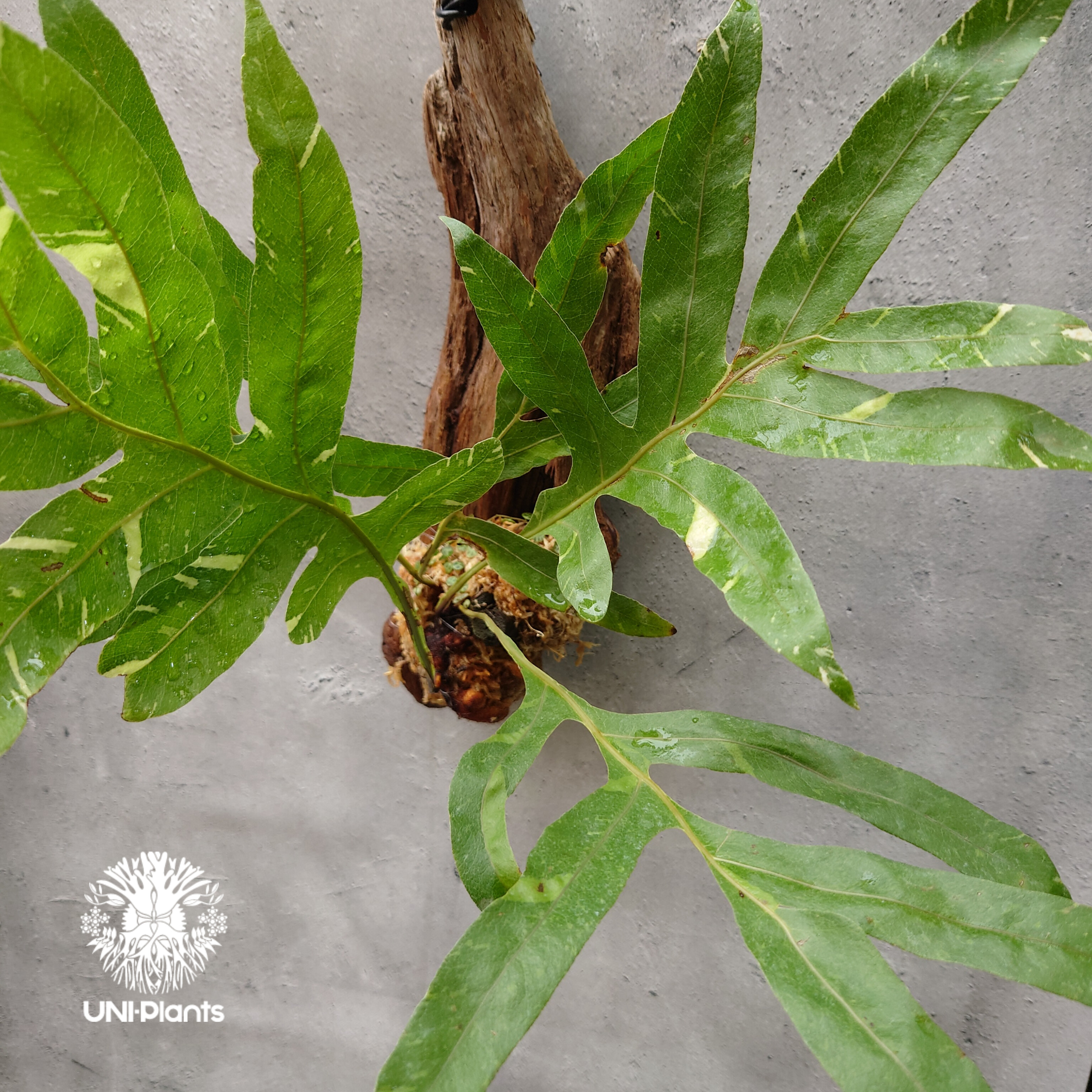 ドリナリア クエルシフォリア バリエガータ Drynaria quercifolia variegata ドリナリア クエルシフォリア バ