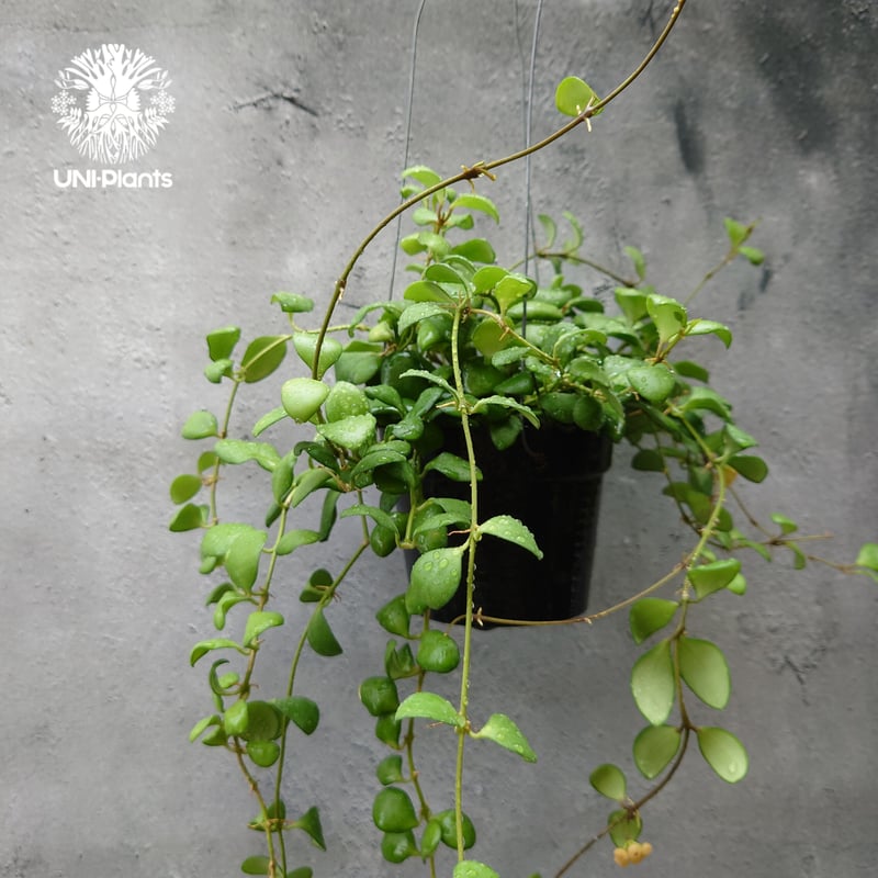 レア ホヤ 蕾つきHoya Platycaulis サクララン レア ホヤ Hoya pseudo