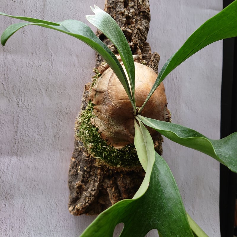 ビカクシダ ヒリー Platycerium hillii コウモリラン ビカクシダ