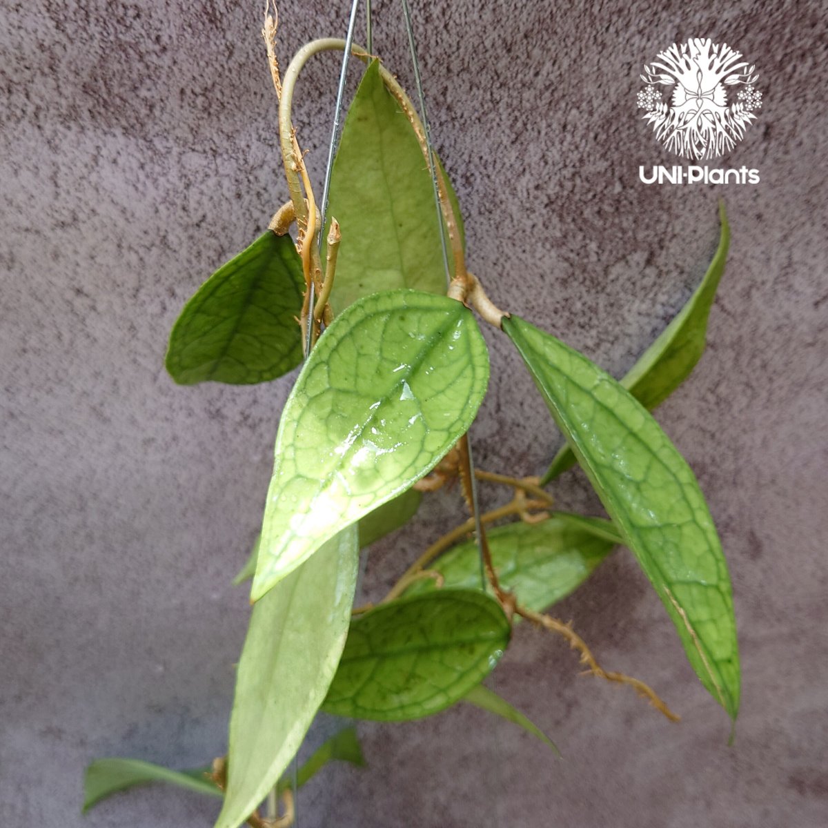 Hoya Germany ホヤ ジャーマニ 希少 ホヤ植物 ホヤの花 観葉植物