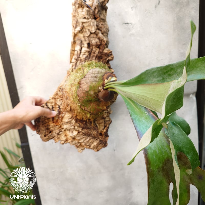 Platycerium Song-Khwae (Yot #3) P. hillii x (P.
