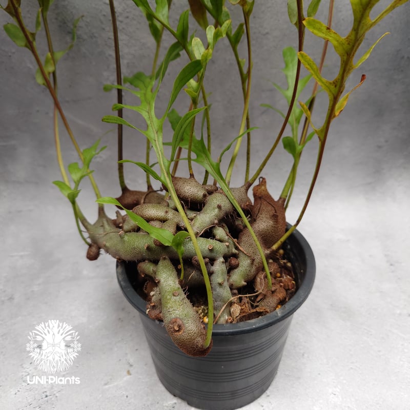 その他観葉植物 Lecanopteris KP9 その他観葉植物 Lecanopteris KP9 とっておきの観葉植物 | Plant Hunt