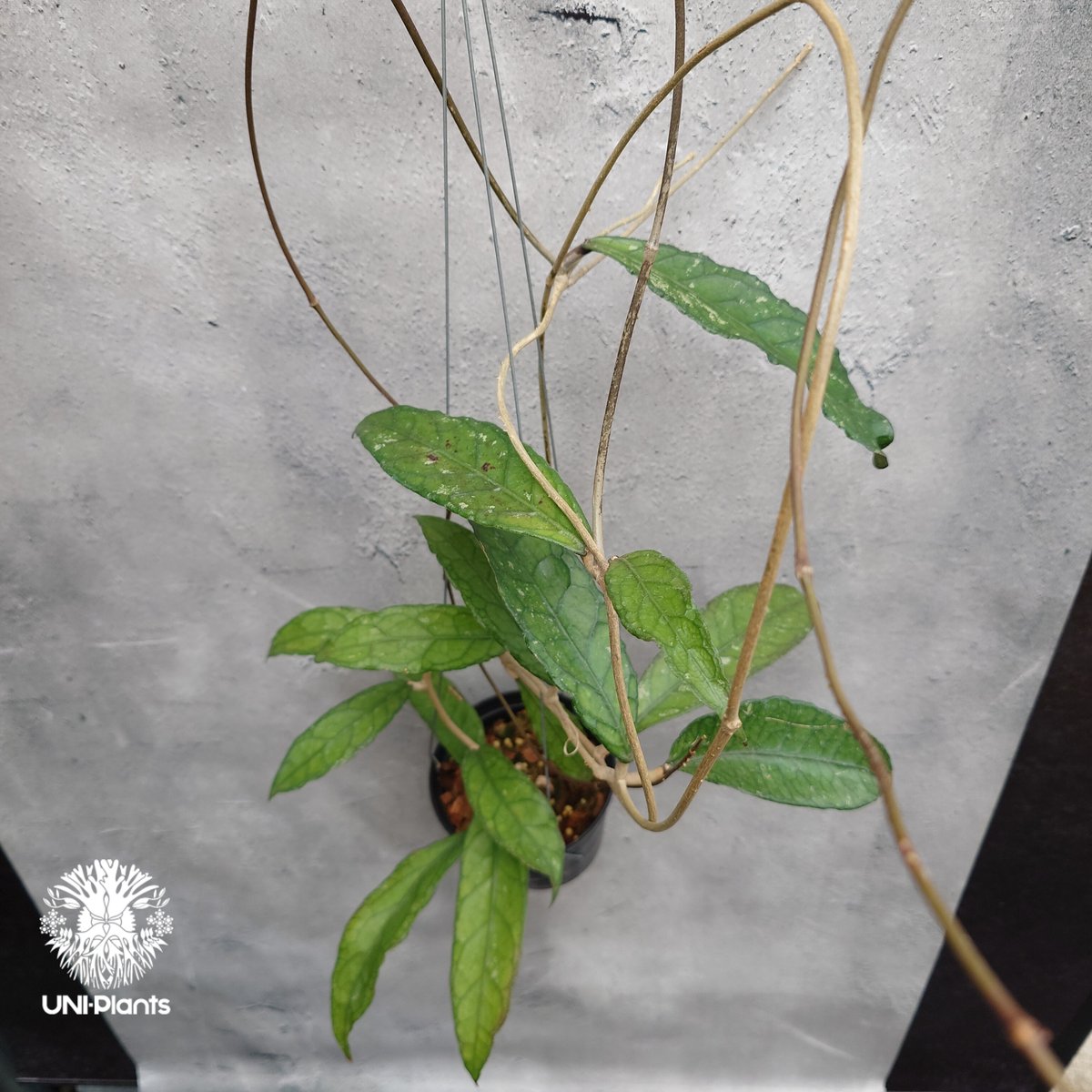 Hoya Aceh (NAP 01) ホヤ 希少 ホヤ植物 ホヤの花 珍しい 希少なホヤ
