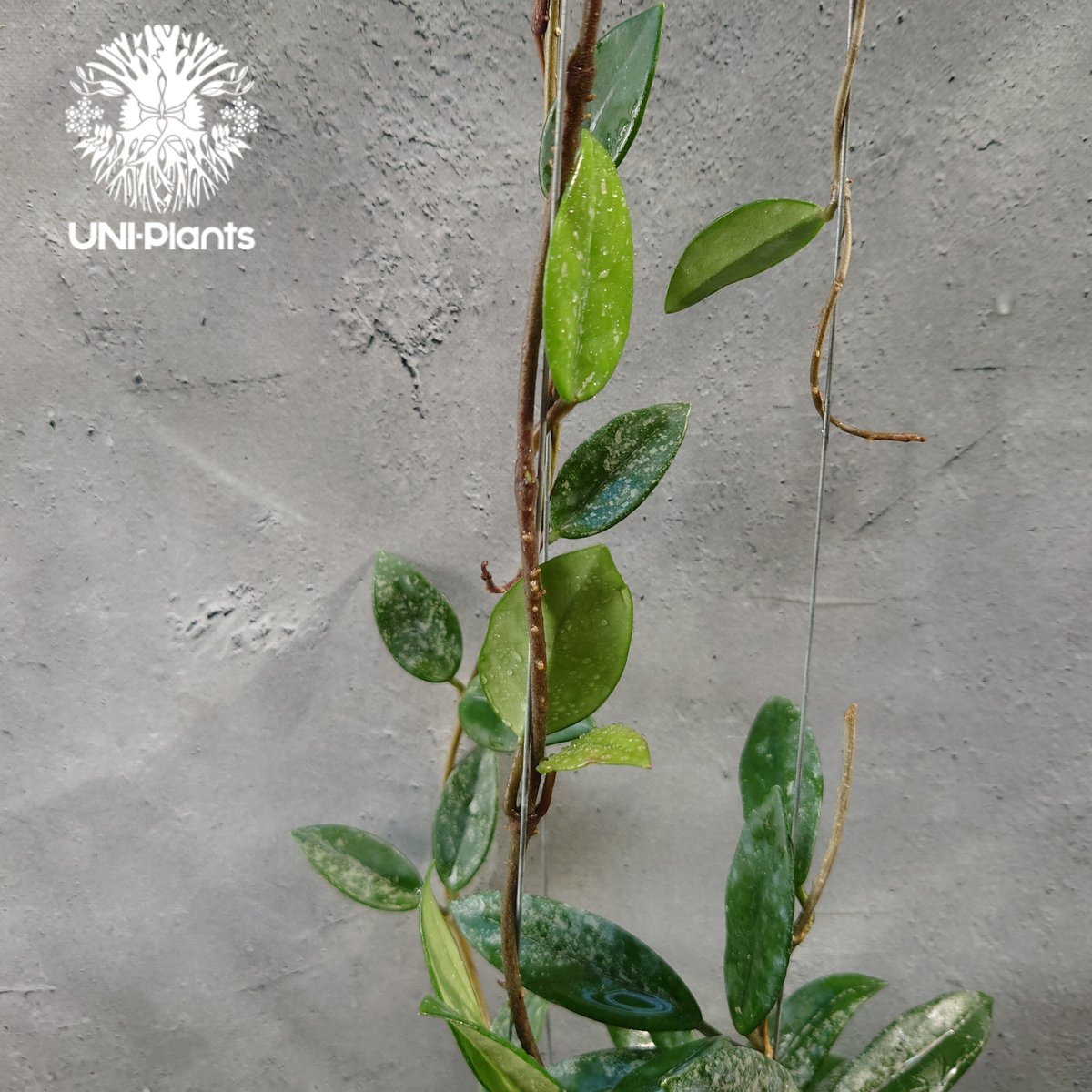 Hoya carnosa wilbur graves china ホヤ カルノサ ウィバー グ Hoya carnosa wilbur graves china ホヤ カルノサ ウィバー グ