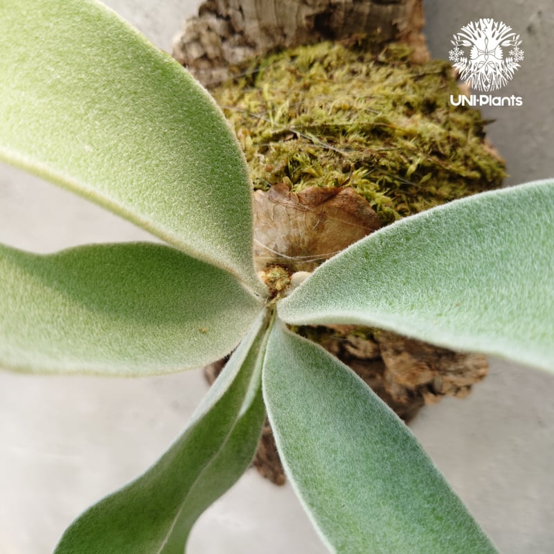 ビカクシダ ベイチー Patycerium veitchii コウモリラン